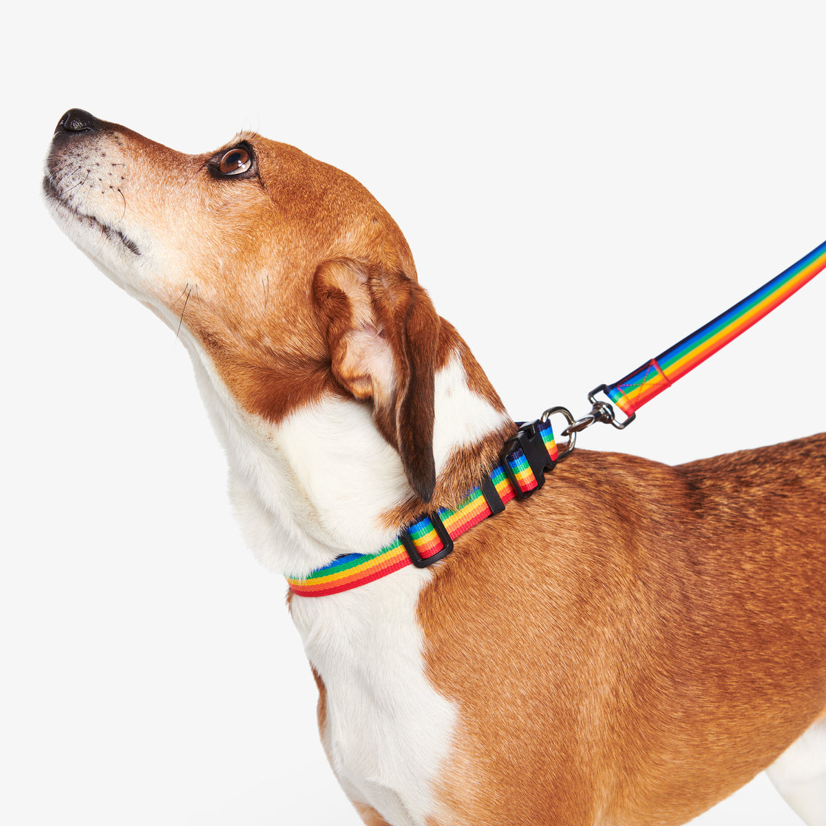 Clearance rainbow dog leash