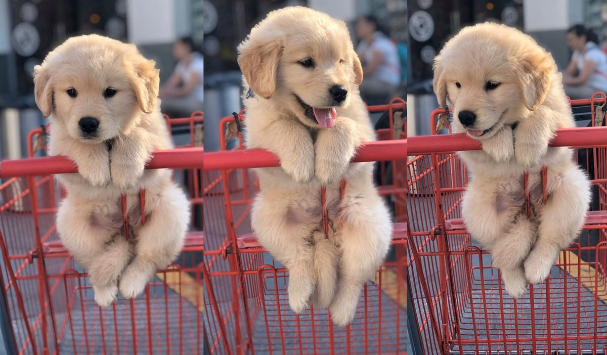 baby golden retriever in shopping cart