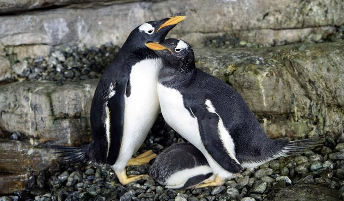 same-sex penguins with baby
