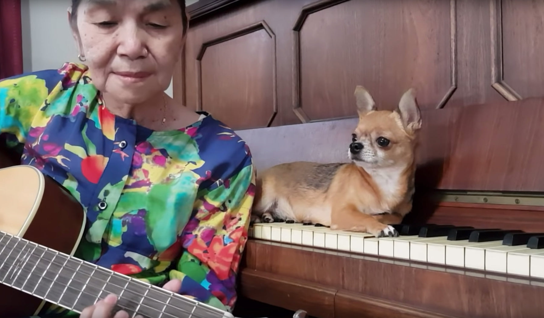 woman playing guitar and singing to her pet chihuahua
