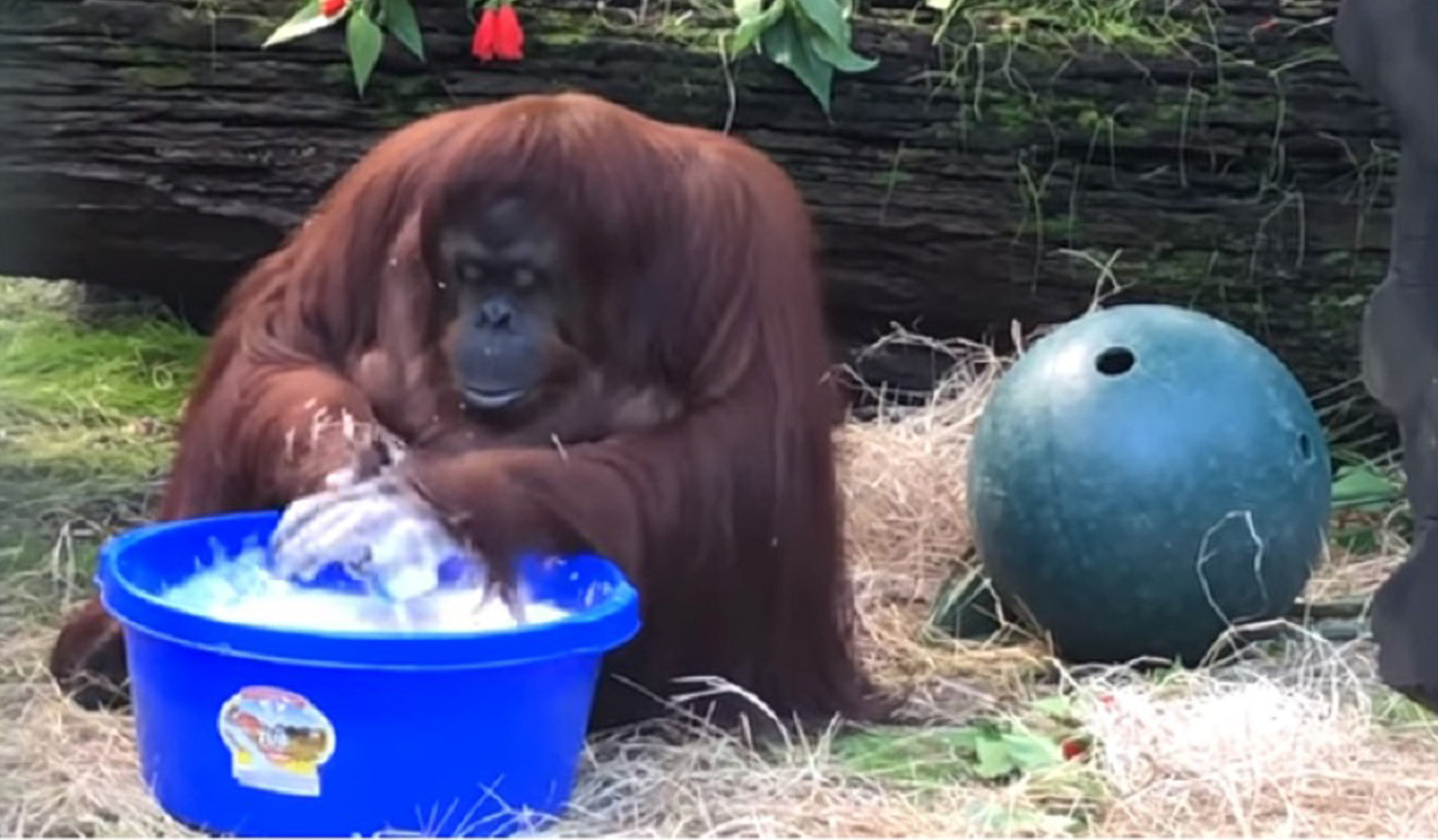 sandra the orangutan washing her hands in a blue basin