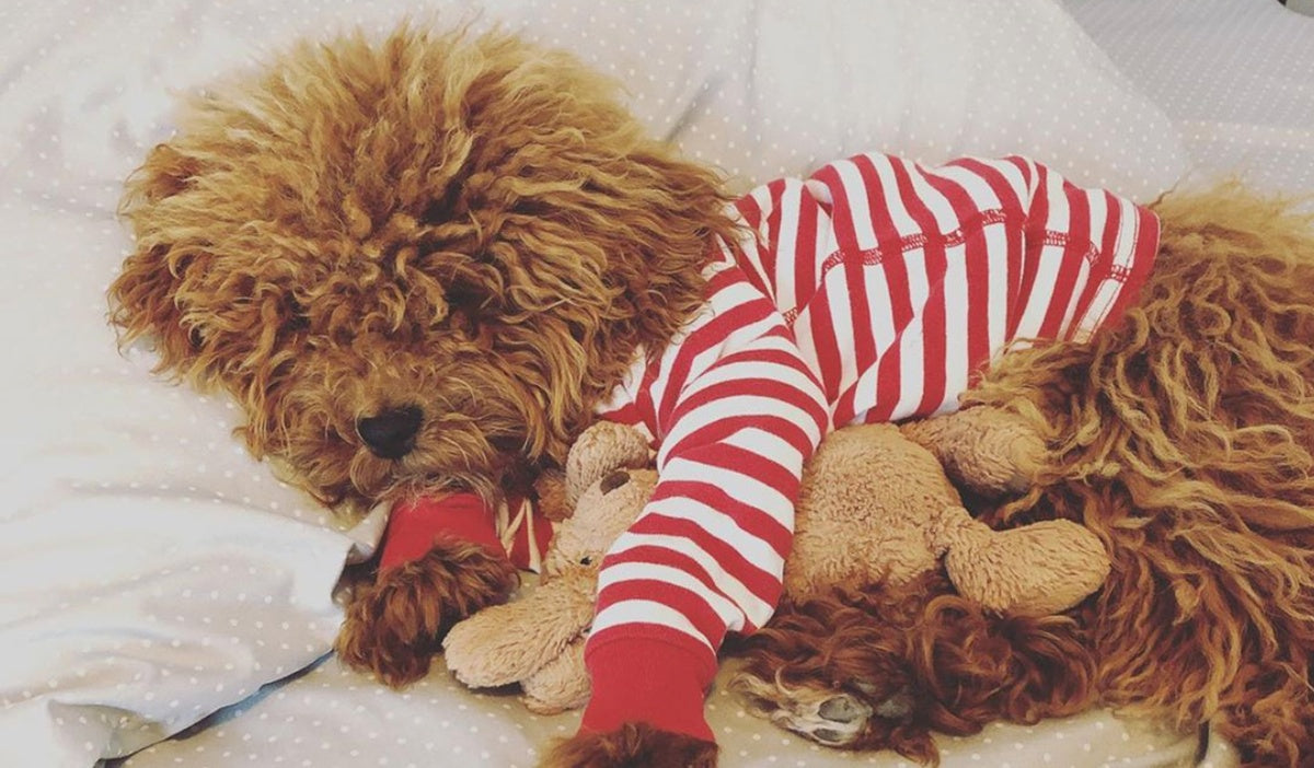 dog sleeping in red and white pajamas