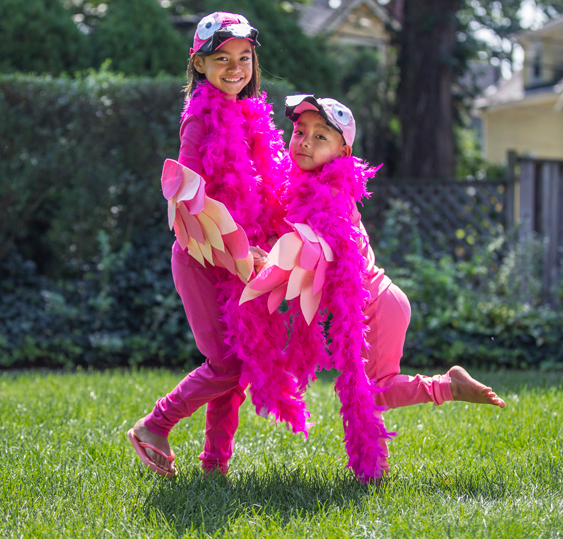 Flamingos