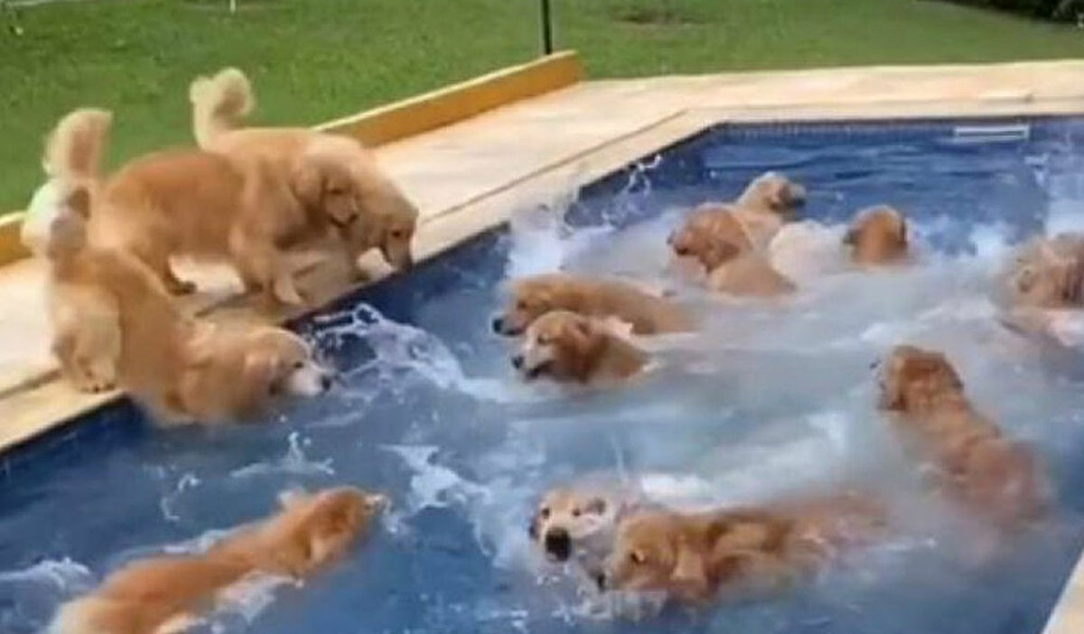 golden retrievers in a swimming pool 