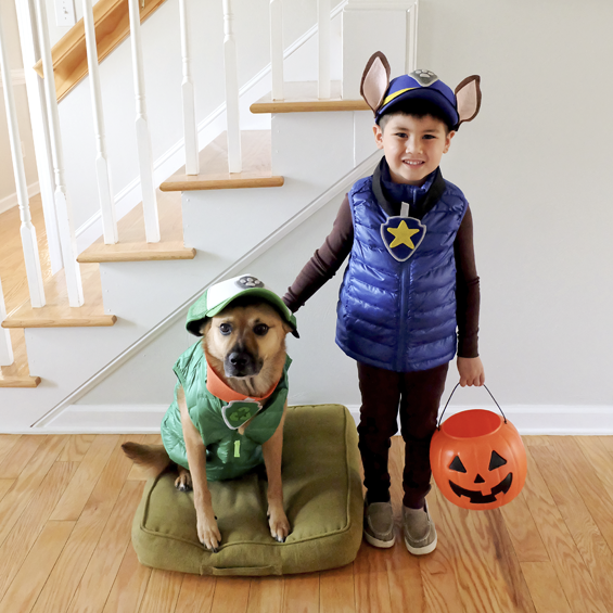 Paw Patrol: A child wearing a blue vest and black outfit dressed as Chase from Paw Patrol.